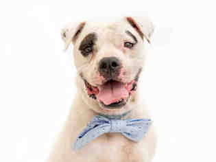 Bulloxer Dogs for adoption in Orlando, FL, USA