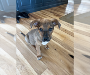 Boxer-Unknown Mix Dogs for adoption in MIDWAY, UT, USA