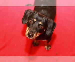 Dachshund Dogs for adoption in Rossville, TN, USA