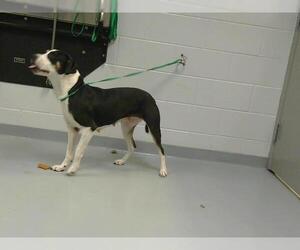 American Pit Bull Terrier-Unknown Mix Dogs for adoption in St. Cloud, FL, USA