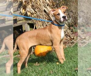 Boxer Dogs for adoption in Kenilworth, NJ, USA