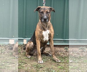 Mastiff-Unknown Mix Dogs for adoption in Batavia, NY, USA