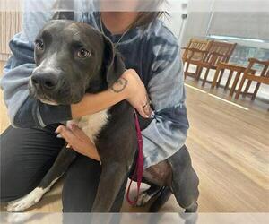 American Pit Bull Terrier Dogs for adoption in Houston, TX, USA