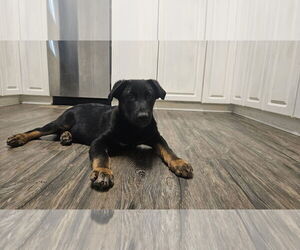 Medium Photo #6 German Shepherd Dog Puppy For Sale in New Hill, NC, USA