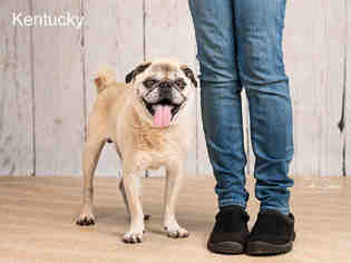 Pug Dogs for adoption in Santa Fe, NM, USA