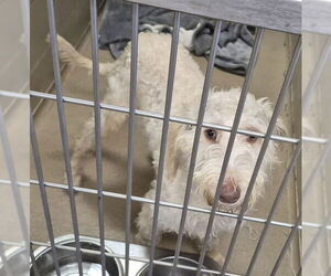 Labradoodle Dogs for adoption in Decatur, IL, USA