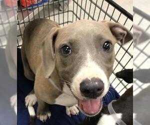 Labrador Retriever Dogs for adoption in Conroe, TX, USA