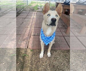 Mutt Dogs for adoption in Kankakee, IL, USA