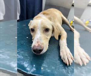 Labrador Retriever-Unknown Mix Dogs for adoption in Mobile, AL, USA