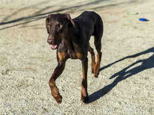 Medium Photo #1 Doberman Pinscher Puppy For Sale in Placerville, CA, USA