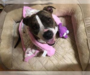 American Staffordshire Terrier-Unknown Mix Dogs for adoption in Miami, FL, USA