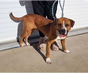 Mutt Dogs for adoption in Louisville, KY, USA