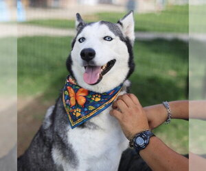 Siberian Husky-Unknown Mix Dogs for adoption in San Antonio, TX, USA