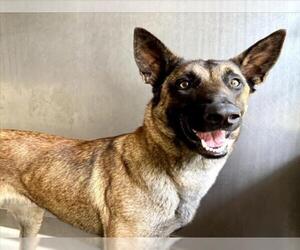 Mutt Dogs for adoption in San Bernardino, CA, USA