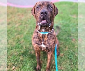 Mastiff Dogs for adoption in Long Beach, CA, USA