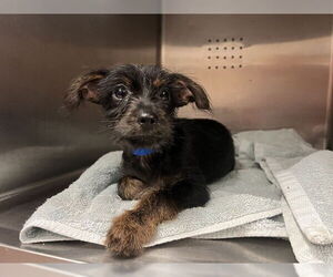 Mutt Dogs for adoption in Rancho Cucamonga, CA, USA