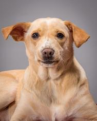 Beagle-Carolina Dog Mix Dogs for adoption in Charlotte, NC, USA