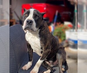 American Pit Bull Terrier-Unknown Mix Dogs for adoption in Santa Barbara, CA, USA