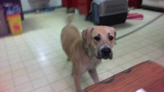 Black Mouth Cur-Unknown Mix Dogs for adoption in Lake City, FL, USA