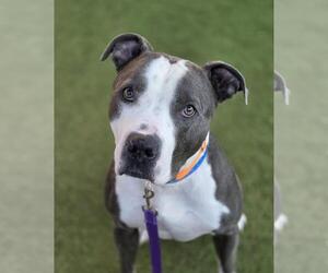 American Pit Bull Terrier-Unknown Mix Dogs for adoption in Las Vegas, NV, USA