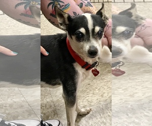 Rat Terrier Dogs for adoption in Victorville, CA, USA
