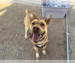German Shepherd Dog-Unknown Mix Dogs for adoption in HESPERIA, CA, USA