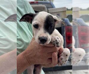 American Pit Bull Terrier-Unknown Mix Dogs for adoption in Bolivar, MO, USA