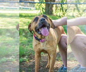 Boxer-Mastiff Mix Dogs for adoption in Millington, TN, USA