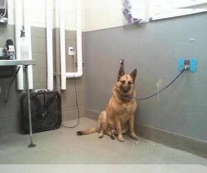 German Shepherd Dog-Unknown Mix Dogs for adoption in Las Vegas, NV, USA
