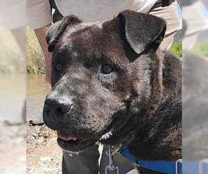 American Pit Bull Terrier-Unknown Mix Dogs for adoption in Taos, NM, USA