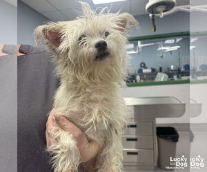 Maltese-Unknown Mix Dogs for adoption in Washington, DC, USA