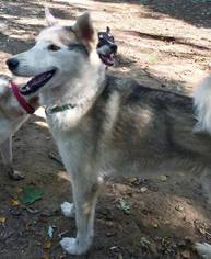 Siberian Husky Dogs for adoption in Memphis, TN, USA