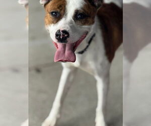 Mutt Dogs for adoption in Woodbury, NY, USA