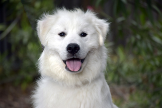 Great Pyrenees Dogs for adoption in Palo Alto, CA, USA