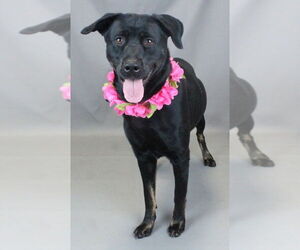 Borador Dogs for adoption in Mt. Laurel, NJ, USA