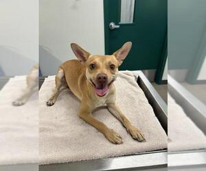 Chihuahua-Unknown Mix Dogs for adoption in Globe, AZ, USA