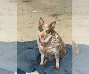 Mutt Dogs for adoption in Paso Robles, CA, USA