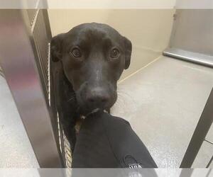 Labrador Retriever-Unknown Mix Dogs for adoption in Modesto, CA, USA