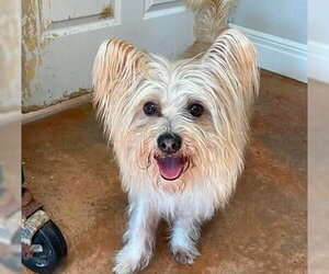 Mutt Dogs for adoption in Bolivar, MO, USA