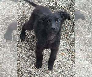 Border Collie-Unknown Mix Dogs for adoption in Aurora, IN, USA