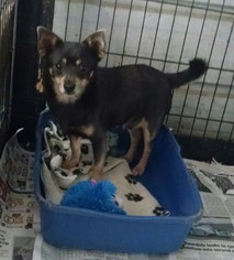Chiranian Dogs for adoption in Pembroke, GA, USA