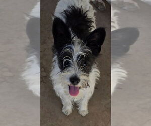 Mutt Dogs for adoption in San Antonio, TX, USA