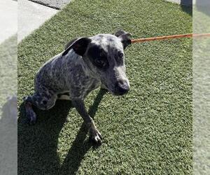 German Shorthaired Pointer Dogs for adoption in Modesto, CA, USA