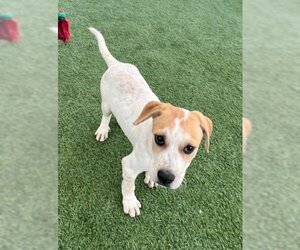 American Foxhound Dogs for adoption in Norco, CA, USA