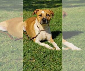 Mutt Dogs for adoption in Newnan, GA, USA