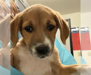 Labrador Retriever-Unknown Mix Dogs for adoption in Bakersfield, CA, USA
