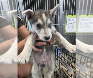 Huskies -Unknown Mix Dogs for adoption in San Antonio, TX, USA
