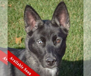 Norwegian Elkhound Dogs for adoption in Huntley, IL, USA