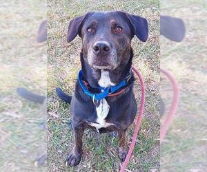 Labrador Retriever-Unknown Mix Dogs for adoption in Fort Lauderdale, FL, USA