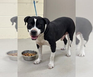 Mutt Dogs for adoption in Sanford, FL, USA